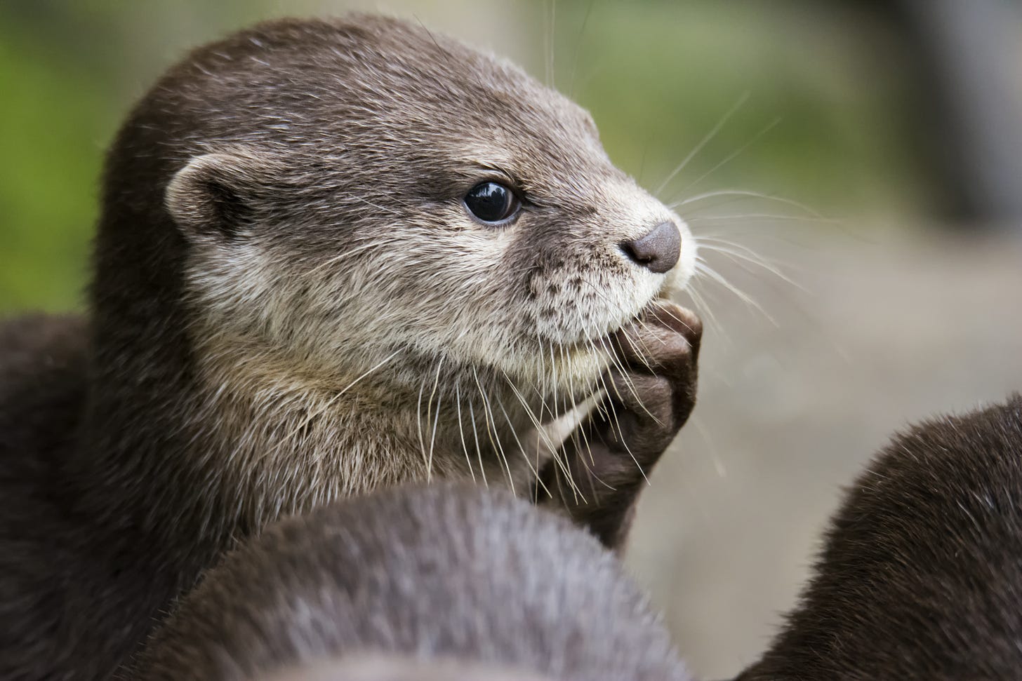 A photograph of a cute otter making a funny face. She has cute little otter paws and does not want you to get angry about NuGet packages.