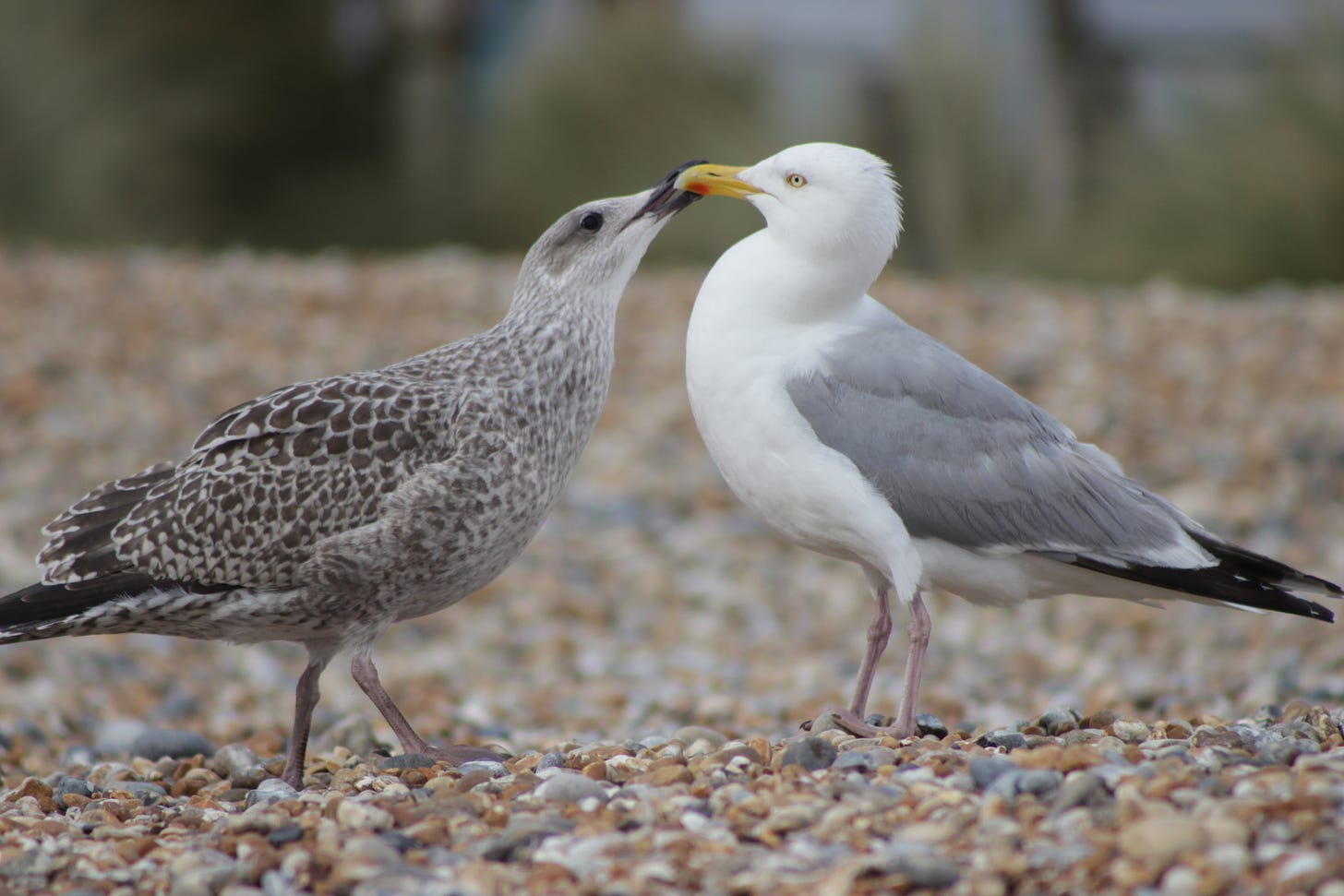 A young herring gull, with brown and white plumage, is hassling its parent, a slightly larger bird with white and grey feathers. The parent does not look amused.